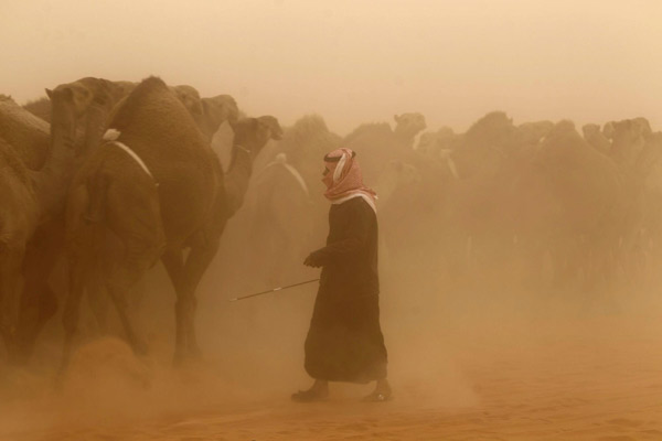 A man leads his camels during the Mazayen al-Ibl competition, to find the most beautiful camel, in the desert region of Um Rgheiba, 400 km (248 miles) from Riyadh, Dec 30, 2010. [China Daily/Agencies]