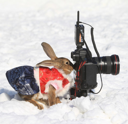 A rabbit wearing traditional Korean costume looks into a camera at Everland Amusement Park in Seoul, Dec 16, 2010. [Photo/CFP]