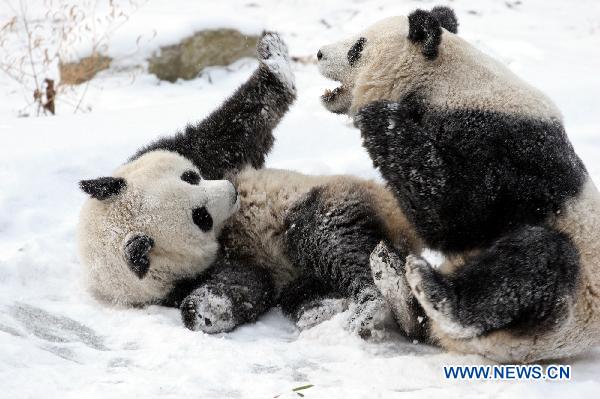 Pandas play in snow at Qinling Giant Panda Research Center in Foping Natural Reserve of Foping County, northwest China&apos;s Shaanxi Province, Jan. 2, 2011. [Xinhua]