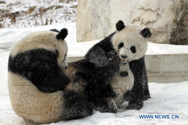 Pandas play in snow at Qinling Giant Panda Research Center in Foping Natural Reserve of Foping County, northwest China&apos;s Shaanxi Province, Jan. 2, 2011. [Xinhua]