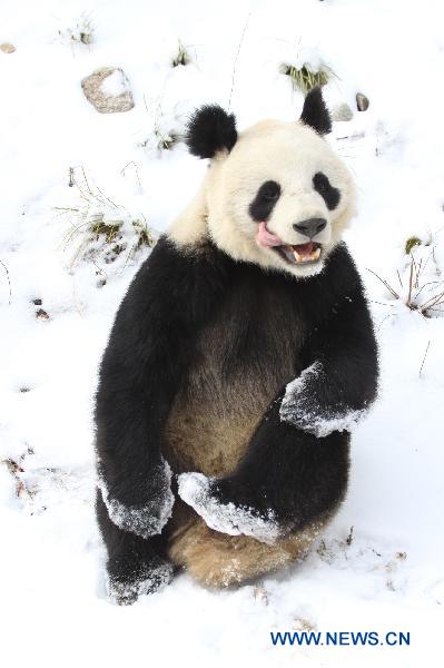 A panda plays in snow at Qinling Giant Panda Research Center in Foping Natural Reserve of Foping County, northwest China&apos;s Shaanxi Province, Jan. 2, 2011. [Xinhua]