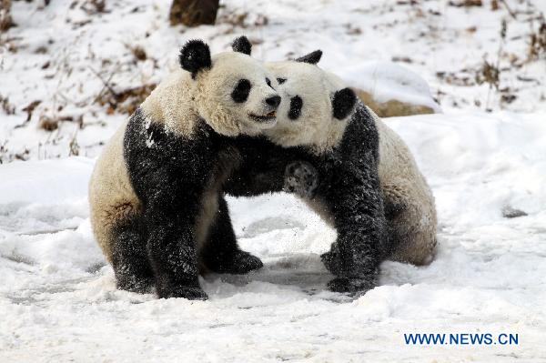 Pandas play in snow at Qinling Giant Panda Research Center in Foping Natural Reserve of Foping County, northwest China&apos;s Shaanxi Province, Jan. 2, 2011. [Xinhua]