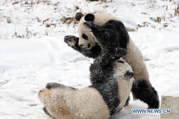 Pandas play in snow at Qinling Giant Panda Research Center in Foping Natural Reserve of Foping County, northwest China&apos;s Shaanxi Province, Jan. 2, 2011. [Xinhua]