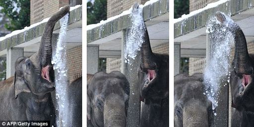 Snow fight! These three pictures, taken in sequence, show the Berlin elephants throwing snow on one another