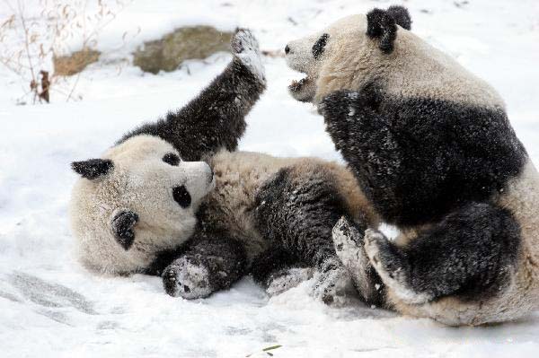 Pandas play in snow at Qinling Giant Panda Research Center in Foping Natural Reserve of Foping county, Northwest China&apos;s Shaanxi province, Jan 2, 2011. [Photo/Xinhua]