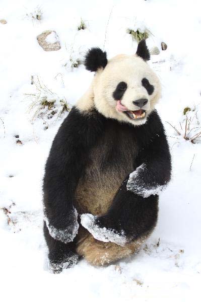 A panda plays in snow at Qinling Giant Panda Research Center in Foping Natural Reserve of Foping county, Northwest China&apos;s Shaanxi province, Jan 2, 2011. 