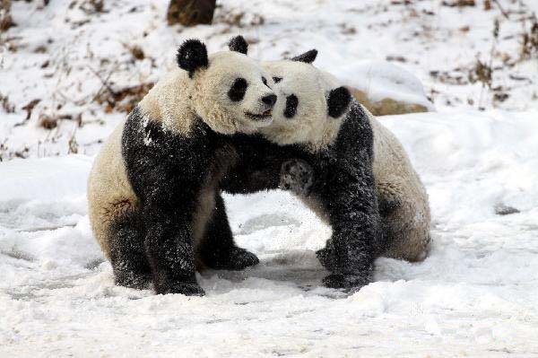 Pandas play in snow at Qinling Giant Panda Research Center in Foping Natural Reserve of Foping county, Northwest China&apos;s Shaanxi province, Jan 2, 2011. 