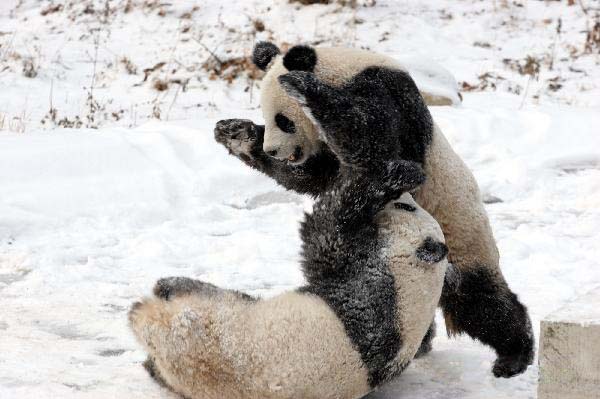 Pandas play in snow at Qinling Giant Panda Research Center in Foping Natural Reserve of Foping county, Northwest China&apos;s Shaanxi province, Jan 2, 2011.