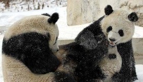 Giant pandas enjoy fun in snow
