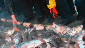 Traditional winter fishing festival kicks off in NE China