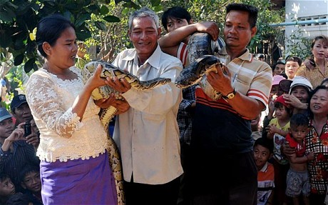 Hundreds of villagers in Cambodia Monday flocked to a wedding ceremony between a 16-foot, 200-pound (90-kilogram) female python and her slightly smaller mate.