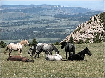 Wild horses are seen on the at the Pryor Mountain National Wild Horse Range in south-central Montana. [File photo]