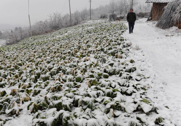 A farmer walks along snow-covered farmland in Yangliu village, Wulong county, Southwest China&apos;s Chongqing municipality, Jan 4, 2011. Freezing weather has hit the southeastern part of Chongqing, affecting supplies of gas, electricity and water. 