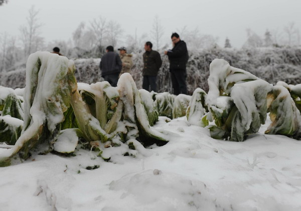 Crops are covered by snow in Yangliu village, Wulong county, Southwest China&apos;s Chongqing municipality, Jan 4, 2011.