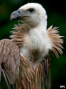 Griffon Vultures can soar at up to 11,000 metres (36,100 ft) above sea level. 