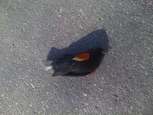 One of thousands of blackbirds that fell out of the sky on New Year's Eve lies on the ground in Beebe, Arkansas January 1, 2011 in this handout photograph. 