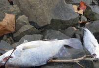 Fish death in Arkansas