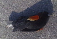 Arkansas birds death