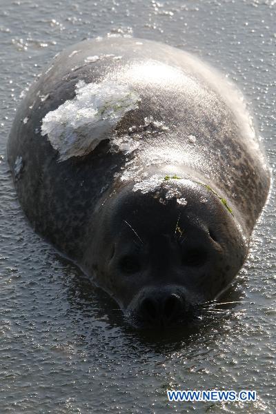 A harbor seal swims in ice water at a bay in a scenic area of Yantai, east China&apos;s Shandong Province, Jan. 7, 2011. As local temperature fell to minus 7 degrees centigrade, habour seals were trapped by the ice on the surface of water at the scenic area. Staff members have taken efforts to help harbor seals, an endangered species, go through the cold winter. [Xinhua]