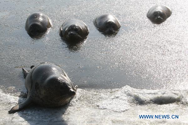 Harbor seals wait for food in ice water at a bay in a scenic area of Yantai, east China&apos;s Shandong Province, Jan. 7, 2011. As local temperature fell to minus 7 degrees centigrade, habour seals were trapped by the ice on the surface of water at the scenic area. Staff members have taken efforts to help harbor seals, an endangered species, go through the cold winter. 