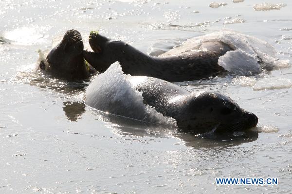 Harbor seals swim in ice water at a bay in a scenic area of Yantai, east China&apos;s Shandong Province, Jan. 7, 2011. As local temperature fell to minus 7 degrees centigrade, habour seals were trapped by the ice on the surface of water at the scenic area. Staff members have taken efforts to help harbor seals, an endangered species, go through the cold winter.