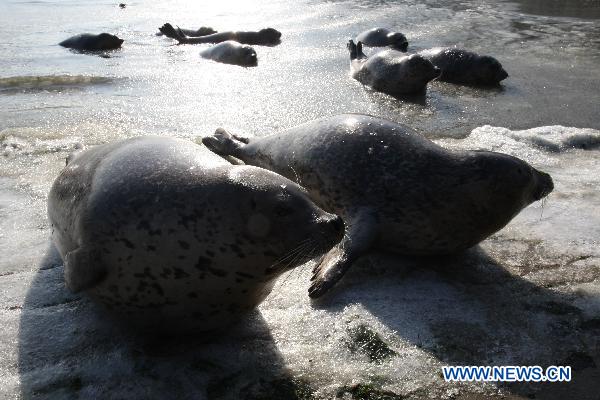 Harbor seals wait for food in ice water at a bay in a scenic area of Yantai, east China&apos;s Shandong Province, Jan. 7, 2011. As local temperature falls to minus 7 degrees centigrade, harbor seals at the scenic area were trapped by the ice on the surface of the sea water. Staff members have taken efforts in order to help the harbor seals get through the cold winter. The harbor seal is one of Chinese highly protected species. 