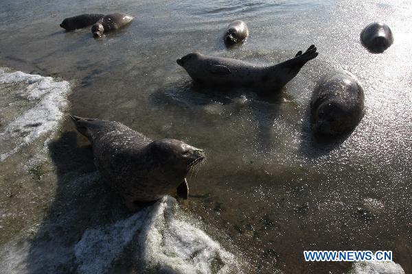 Harbor seals wait for food in ice water at a bay in a scenic area of Yantai, east China&apos;s Shandong Province, Jan. 7, 2011. As local temperature fell to minus 7 degrees centigrade, habour seals were trapped by the ice on the surface of water at the scenic area. Staff members have taken efforts to help harbor seals, an endangered species, go through the cold winter. 