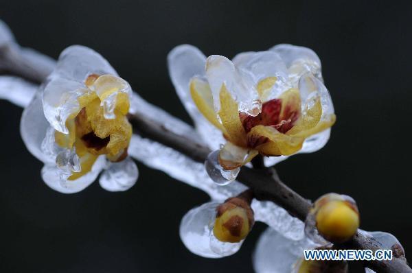 Photo taken on Jan. 6, 2011 shows the ice-covered wintersweet in a botanical garden in Guiyang, capital of southwest China&apos;s Guizhou Province. 
