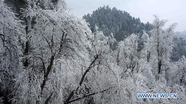 Photo taken on Jan. 6, 2011 shows the ice-covered trees in a botanical garden in Guiyang, capital of southwest China&apos;s Guizhou Province.