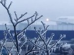 Branches of a tree are covered with ice, as a plane is seen in the background at Moscow's Domodedovo airport