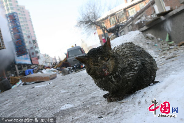 A burned cat after being rescued at the explosion site on January 10, 2011 in Changchun, Jilin Province of China. The explosion occurred at 10:00 am at a restaurant, injured 14 customers and the reason is under investigation. [CFP] 