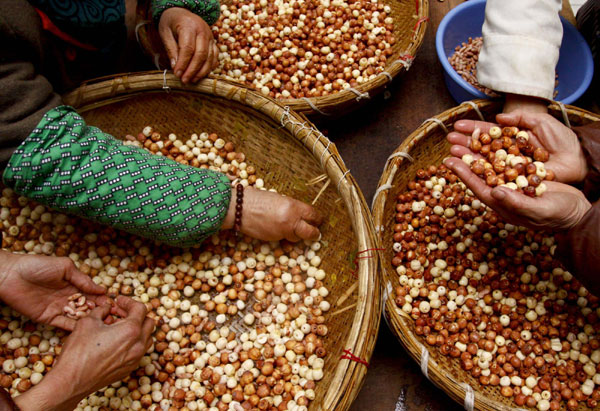 Staffers at a temple canteen in Xi&apos;an, Northwest China&apos;s Shaanxi province select lotus seeds to make Laba rice porridge, Jan 10, 2011. [Photo/Xinhua]