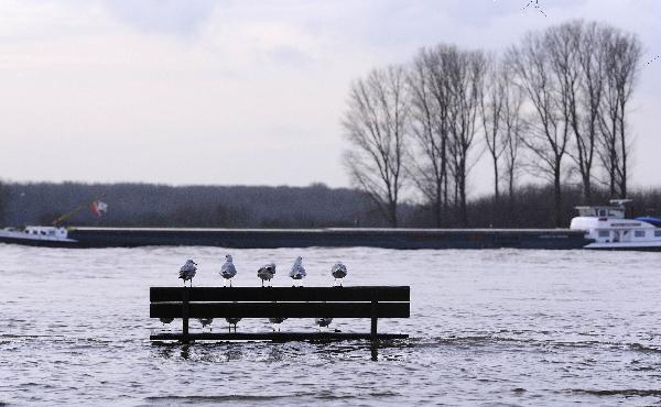 Seagulls sit on a bench flooded by the Rhine river in Monheim near Cologne, western Germany, on January 9, 2011. The situation along many German rivers, mainly Mosel, Rhine and Oder, stayed critic, as melting snow caused rising water levels and floods. [Xinhua/AFP] 