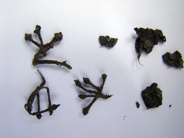 A range of 6,100-year-old desiccated grape stems and dried pressed grapes that were found on and around the wine press in the Armenian cave at the excavations of the Areni-1 cave complex in Armenia, are seen in this undated photograph released to Reuters on Jan 10, 2011. [China Daily/Agencies]