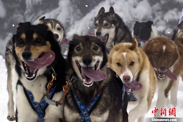 A musher competes in Praz-sur-Arly, French Alps, during the fourth stage of the 7th edition of &apos;La Grande Odyssee 2011&apos;, an eleven-day race through the Alps, covering some 1.000 km (620 miles).[Chinanews.com]