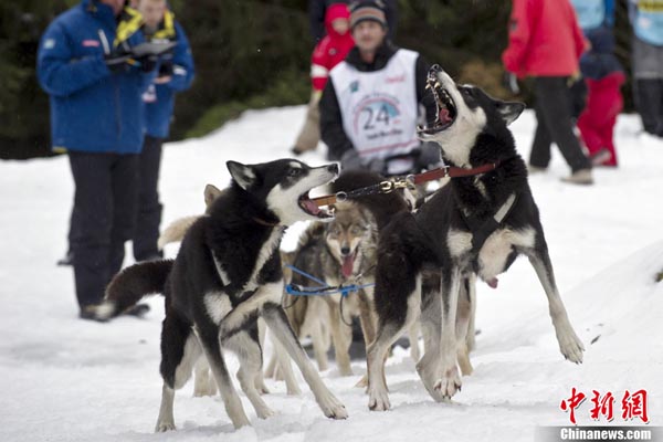 A musher competes in Praz-sur-Arly, French Alps, during the fourth stage of the 7th edition of &apos;La Grande Odyssee 2011&apos;, an eleven-day race through the Alps, covering some 1.000 km (620 miles).[Chinanews.com]