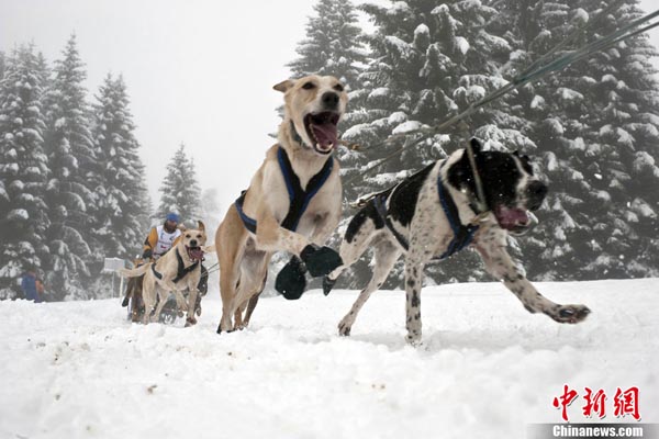 A musher competes in Praz-sur-Arly, French Alps, during the fourth stage of the 7th edition of &apos;La Grande Odyssee 2011&apos;, an eleven-day race through the Alps, covering some 1.000 km (620 miles).[Chinanews.com]