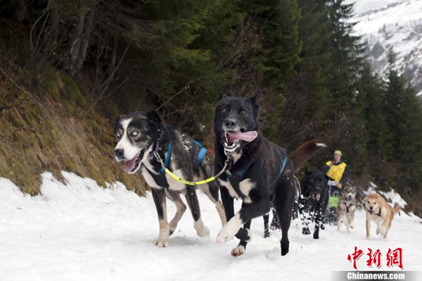 A musher competes in Praz-sur-Arly, French Alps, during the fourth stage of the 7th edition of &apos;La Grande Odyssee 2011&apos;, an eleven-day race through the Alps, covering some 1.000 km (620 miles).[Chinanews.com]