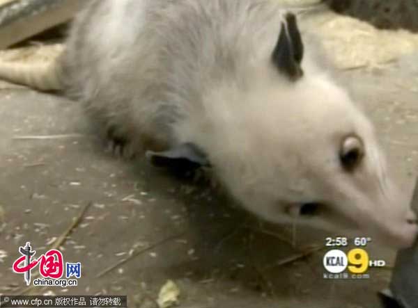 Cross-eyed opossum is huge on Facebook