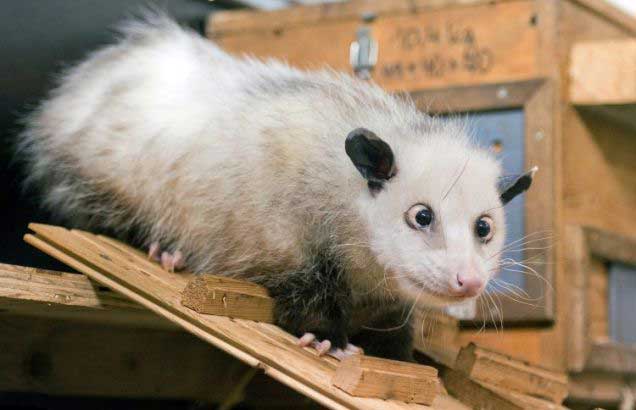 This is Heidi - the cute crossed-eyed possum who has developed an Internet following. Heidi now has her own Facebook page and her fans are rapidly approaching the 70,000 mark. The furry resident of Leipzig Zoo is based in Germany. [Agencies]