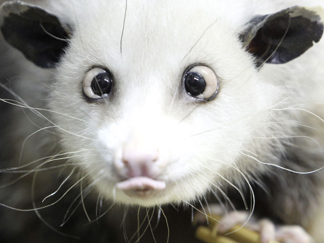 This is Heidi - the cute crossed-eyed possum who has developed an Internet following. Heidi now has her own Facebook page and her fans are rapidly approaching the 70,000 mark. The furry resident of Leipzig Zoo is based in Germany. [Agencies]