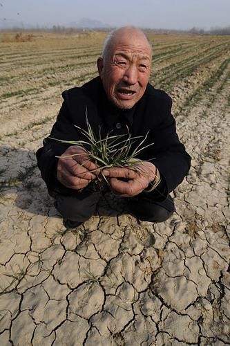 Liu Xingde, 72-year-old farmer at Baita village in Shandong province's Jining city, holds withered wheat seedlings on Monday. He estimated that the yield from his field, which has been ravaged by severe drought, will be almost nothing. [China Daily] 