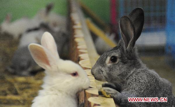 Photo taken on Jan. 13, 2011 shows rabbits at the provincial museum in Harbin, capital of northeast China&apos;s Heilongjiang Province. A rabbit exhibition was held at the museum on Thursday to greet the traditional Chinese lunar year of Rabbit. [Xinhua]