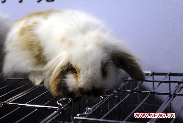 Photo taken on Jan. 13, 2011 shows a Holland lop at the provincial museum in Harbin, capital of northeast China&apos;s Heilongjiang Province. A rabbit exhibition was held at the museum on Thursday to greet the traditional Chinese lunar year of Rabbit. [Xinhua]