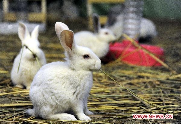 Photo taken on Jan. 13, 2011 shows a Holland lop at the provincial museum in Harbin, capital of northeast China&apos;s Heilongjiang Province. A rabbit exhibition was held at the museum on Thursday to greet the traditional Chinese lunar year of Rabbit. [Xinhua]