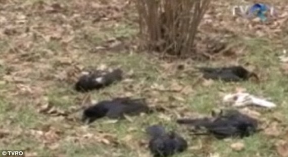 There was no mystery regarding the death of a flock of birds in Romania last week -- they were simply drunk, veterinarians said.