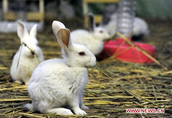 Photo taken on Jan. 13, 2011 shows rabbits at the provincial museum in Harbin, capital of northeast China&apos;s Heilongjiang Province. A rabbit exhibition was held at the museum on Thursday to greet the traditional Chinese lunar year of Rabbit.