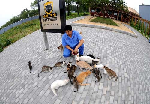 Guard cats gather around Yin Chunzhu, a trainer at a storage and transportation company in Dalian in this file photo. A man has trained 60 cats to guard a grain depot from rats, the Dalian-based Peninsula Morning Post reported on Jan. 17, 2011. [Photo/ Peninsula Morning Post]