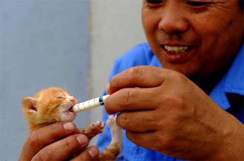 Yin Chunzhu feeds a baby cat milk through a tube in this file photo. [Photo/ Peninsula Morning Post]