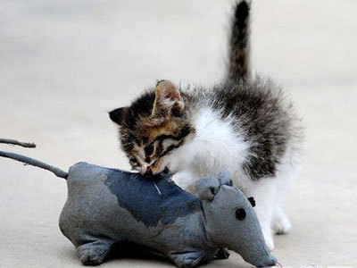 A cat undergoes rat-catching training with a model rodent in this file photo. [Photo/ Peninsula Morning Post] 